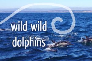 Bericht: mit wilden Delfinen schwimmen